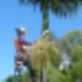 Uploaded by visitor on 25/1/2018 - stump removal sydney