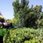Uploaded by visitor on 25/1/2018 - tree lopping