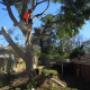 Uploaded by visitor on 25/1/2018 - tree pruning sydney