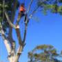Uploaded by visitor on 25/1/2018 - tree pruning