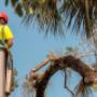 Uploaded by visitor on 25/1/2018 - tree removal