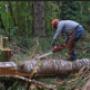 Sunshine Coast Tree Lopping Caloundra