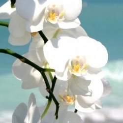 Sexual Trauma Counselling Perth
