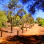 Wild Flowers in toodyay