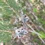 mouse plant