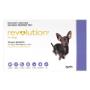 Revolution Dogs