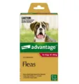 Advantage For Large Dogs