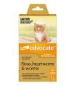 Advocate For Dogs and Cats