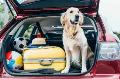 Online Pet Shop & Supplies - Buy Pet Food & Accessories