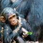 Chimp treks