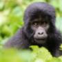 Gorilla adventures