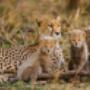 Safari adventures