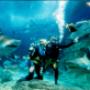 Get up close to sharks in Sydney Aquarium
