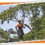 tree removal