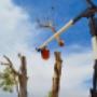 Uploaded by visitor on 19/4/2018 - Brisbane Tree Lopping