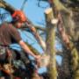 Uploaded by visitor on 19/4/2018 - Tree Trimming Brisbane