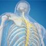 chiropractic