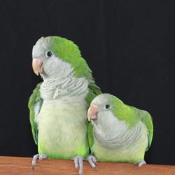 Bird Vet Melbourne