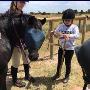 Horse Mad Gang