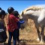 Relaxed Horses and Ponies