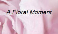 A Floral Moment