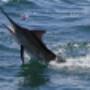 Black Marlin