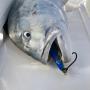Lure Crunching GT