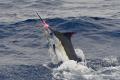 Switch-baiting Black Marlin