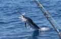 Light Tackle Game Fishing