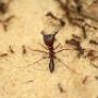Ant-Control-Brisbane