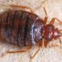 Bed-Bugs-Brisbane