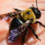 Carpenter-Bees-Control-Brisbane