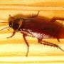 Cockroach-Control-Brisbane