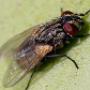 Fly-Control-Brisbane