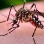 Mosquito-Control-Brisbane