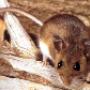 Rodent-Control-Brisbane