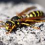 Yellow-Jacket-Control-Brisbane