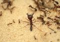 Ant control