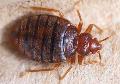 Bed Bug Treatment