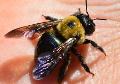 Carpenter Bees Control