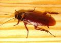 Cockroach-Control