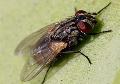 Fly-Control-Brisbanee