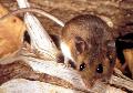 Rodent-Control-Brisbane