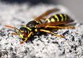 Yellow Jacket Control