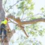 Limb Removal