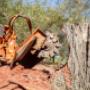 Stump Grinding