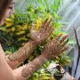 Henna Brisbane
