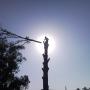 Arborist Ben in Sydney