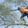 Tree Pruning Melbourne