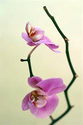 Leanne Smith - Harmony Natural Therapies